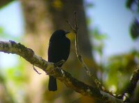 Bronzed Cowbird